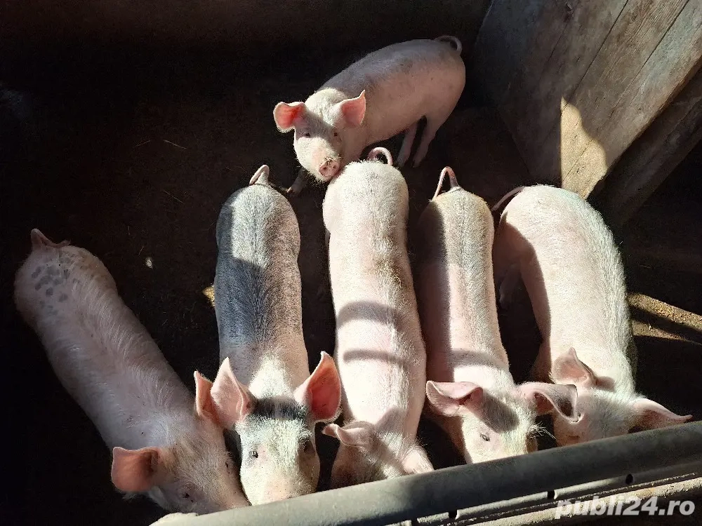 Suldani de vânzare!