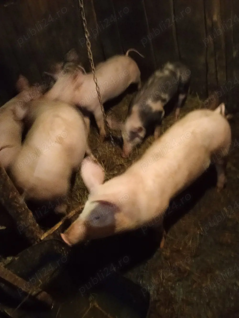 vând șoldani 40 50 kg 