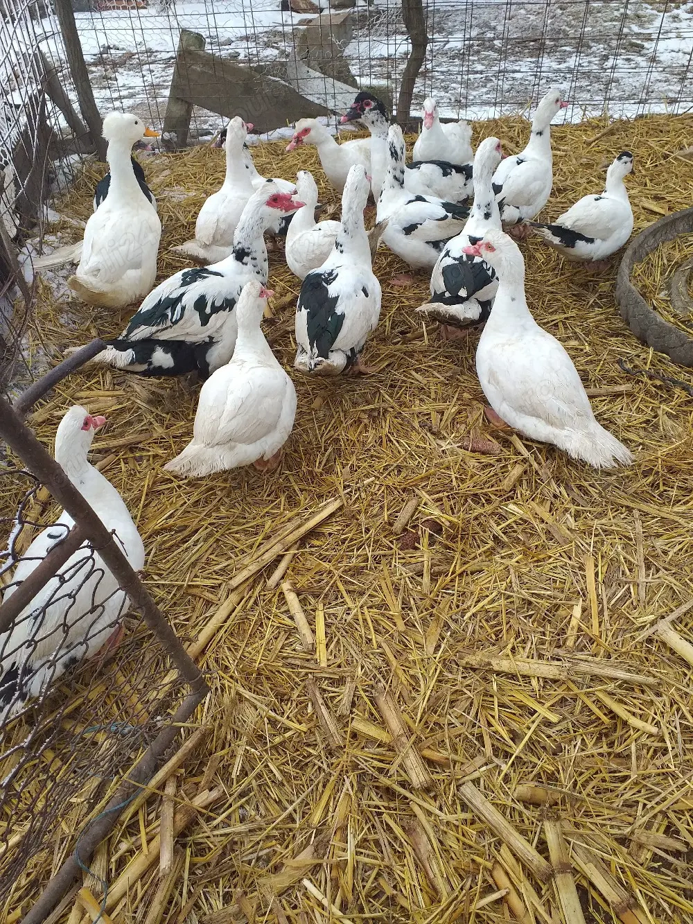 de vânzarea rațe lășești 50 de lei bucată 