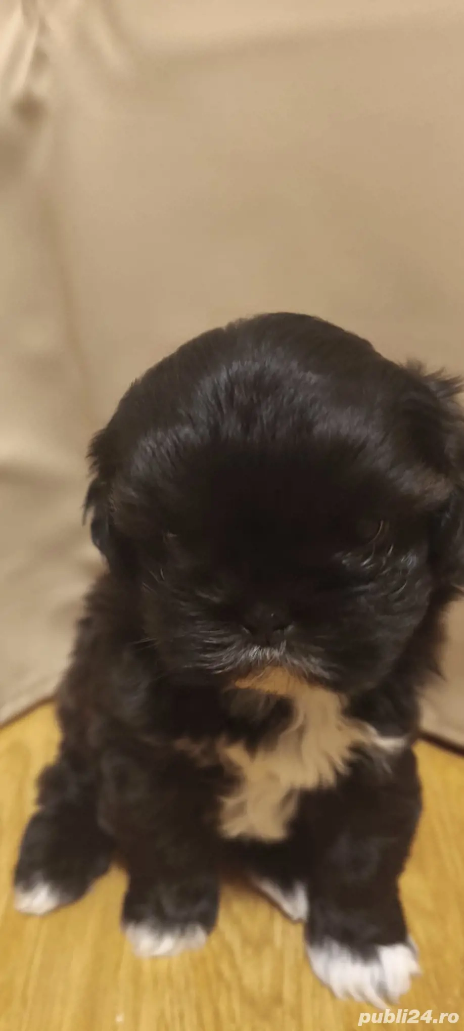 Vând căței talie mică shitzu. 