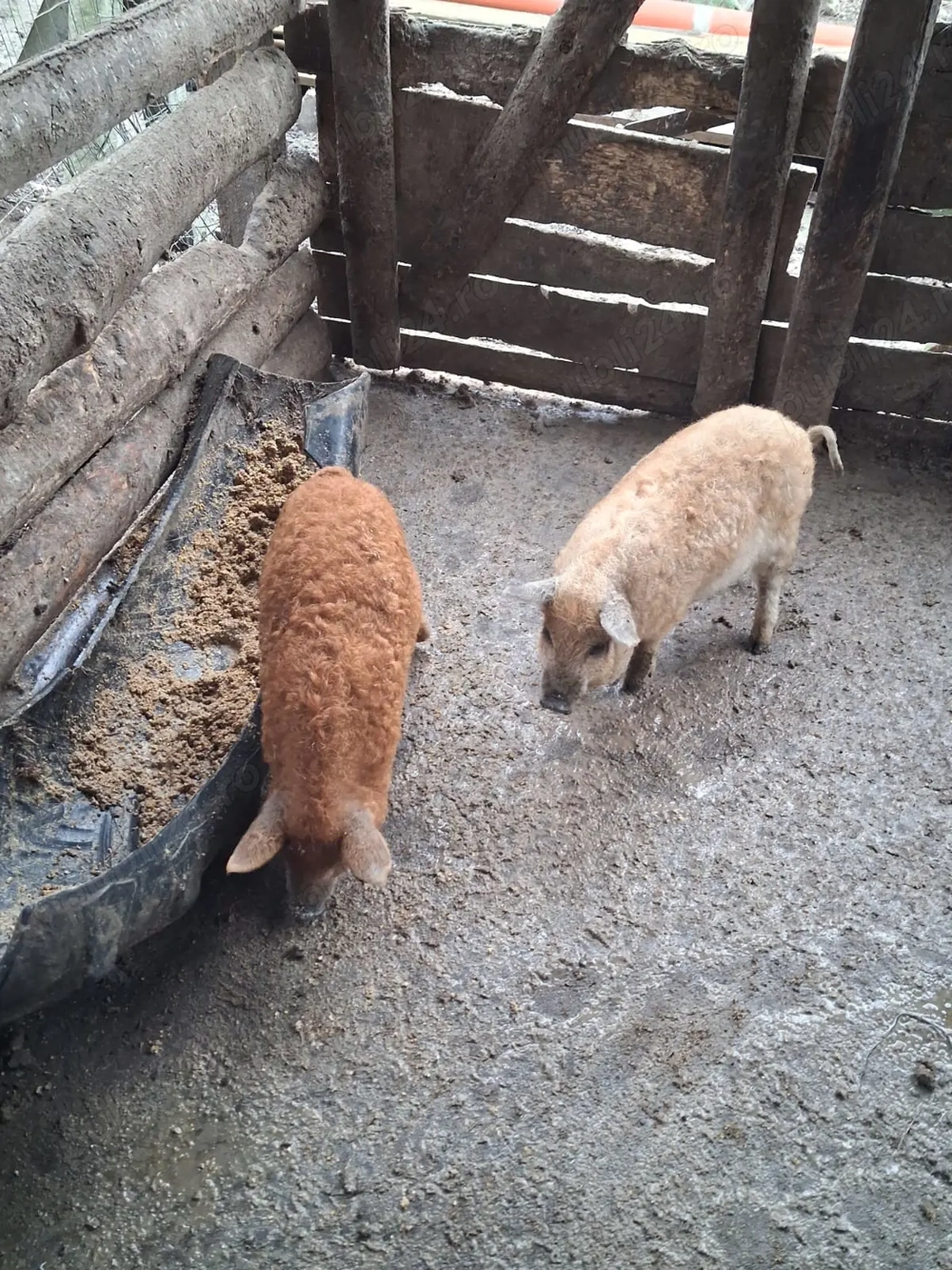 Vand purcei Mangalita