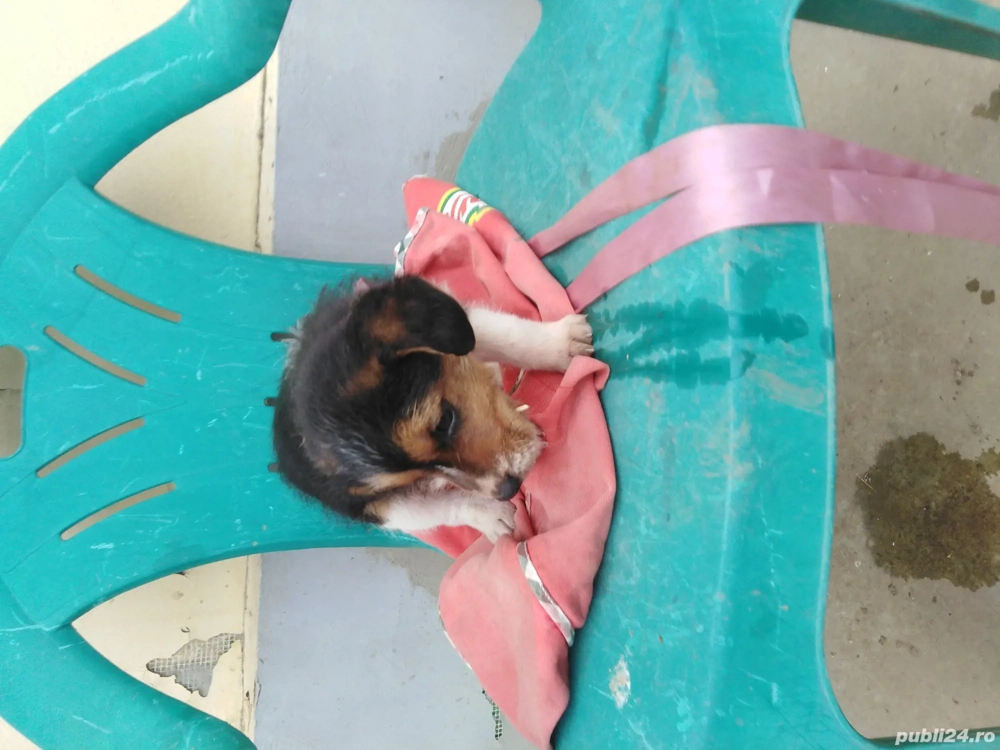 Donez pui Beagle  Fox terrier 