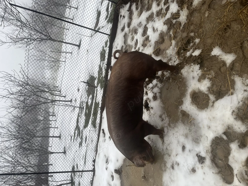 Scrofita Duroc de reproductie 