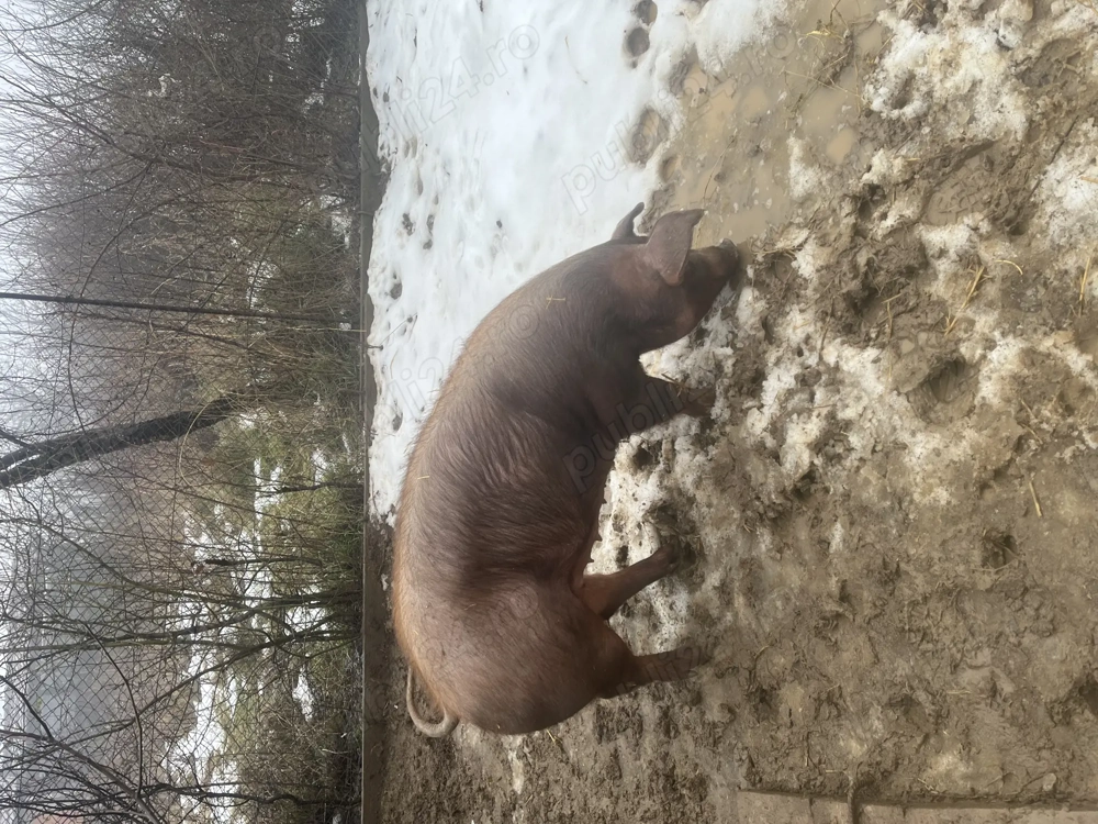 Scrofita montată pe data de 22.12.2025