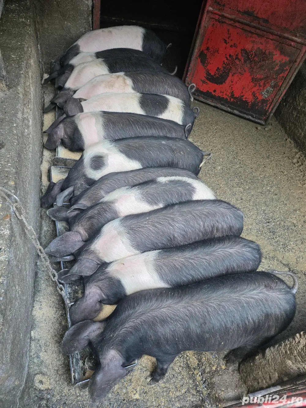 BAZNA de BAZNA, 4 luni jumate de viață!