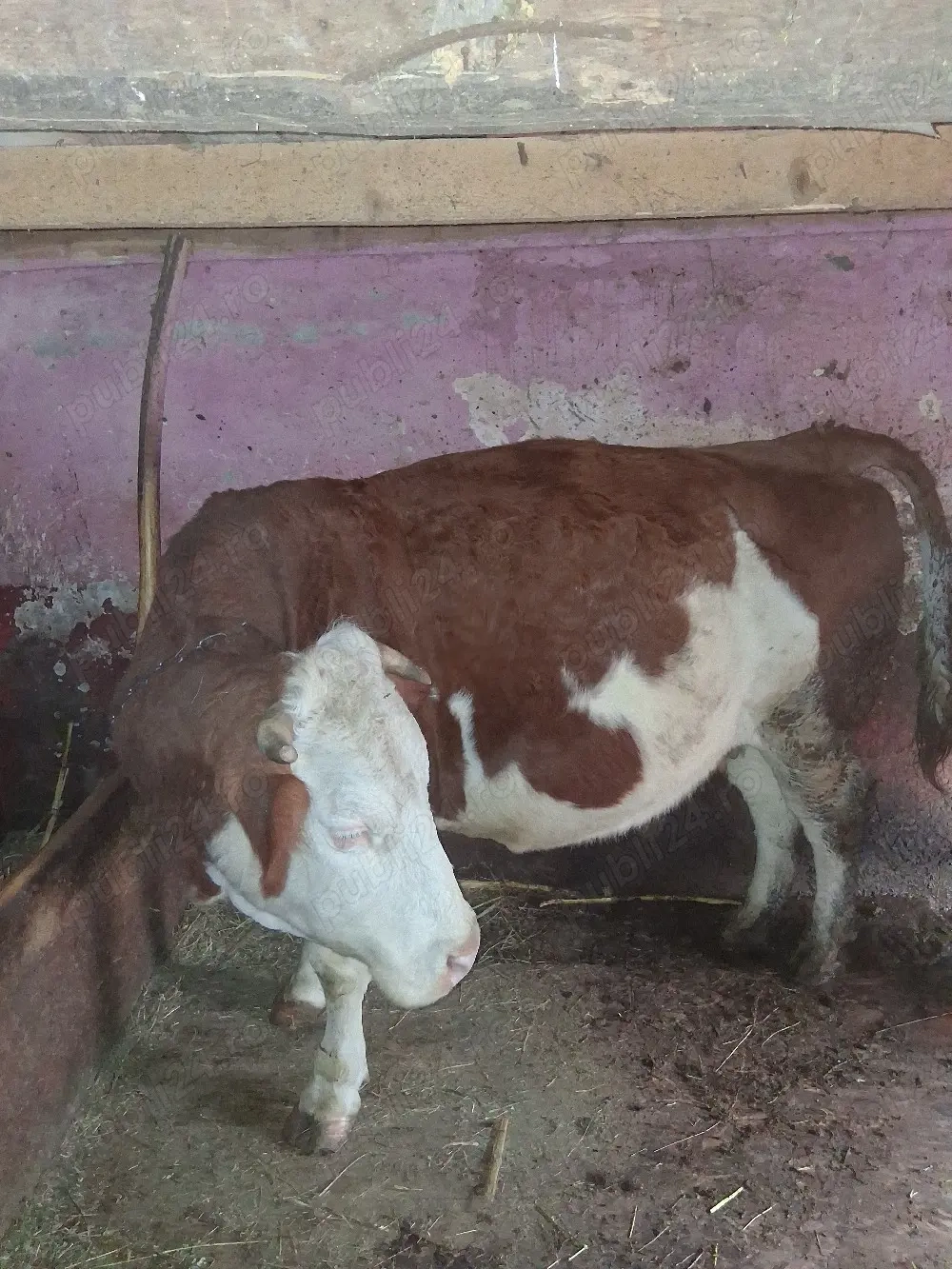 vaci de vanzare gestante