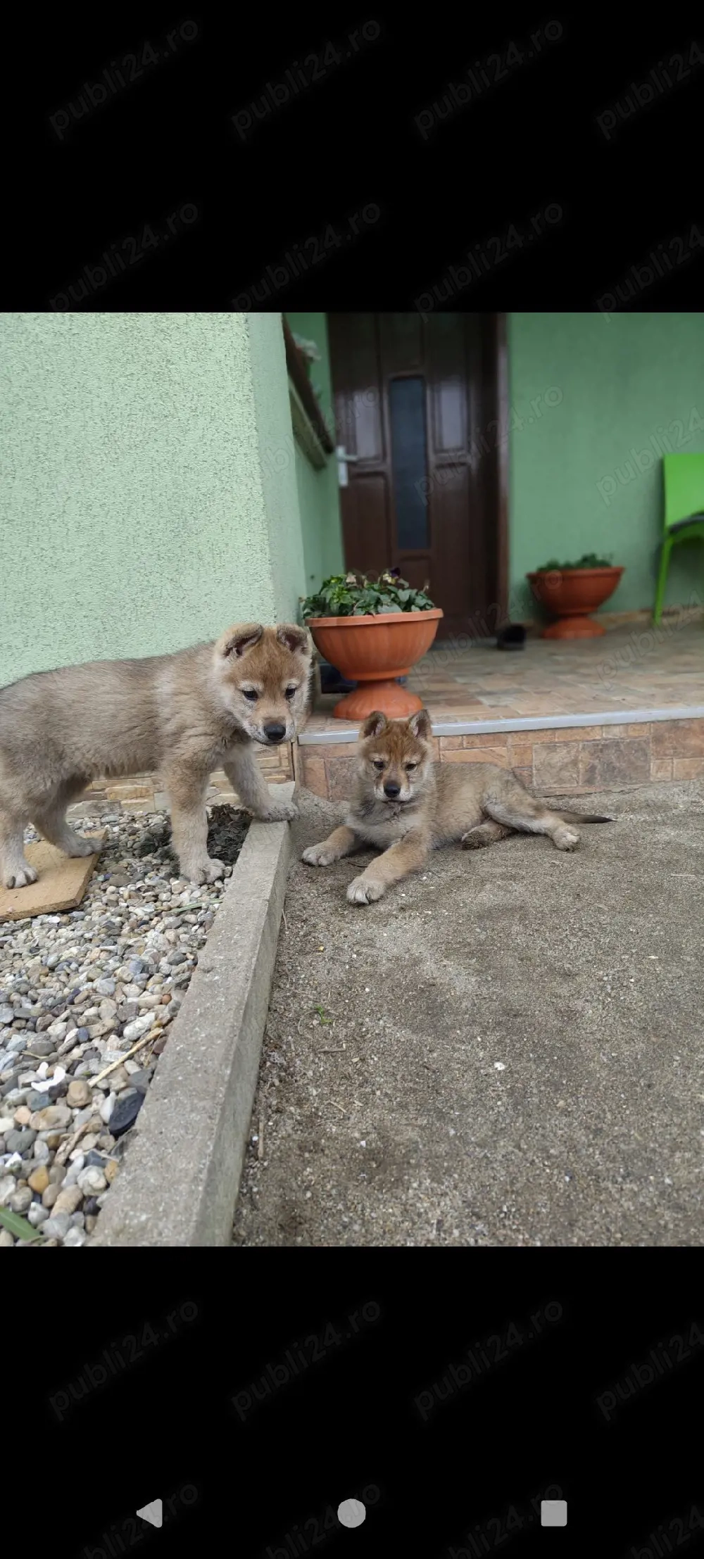 Vând pui lup cehoslovac 