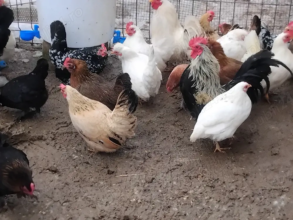 Vand pui de gaina din cocos chaboo si gaini chabo sau pitice.