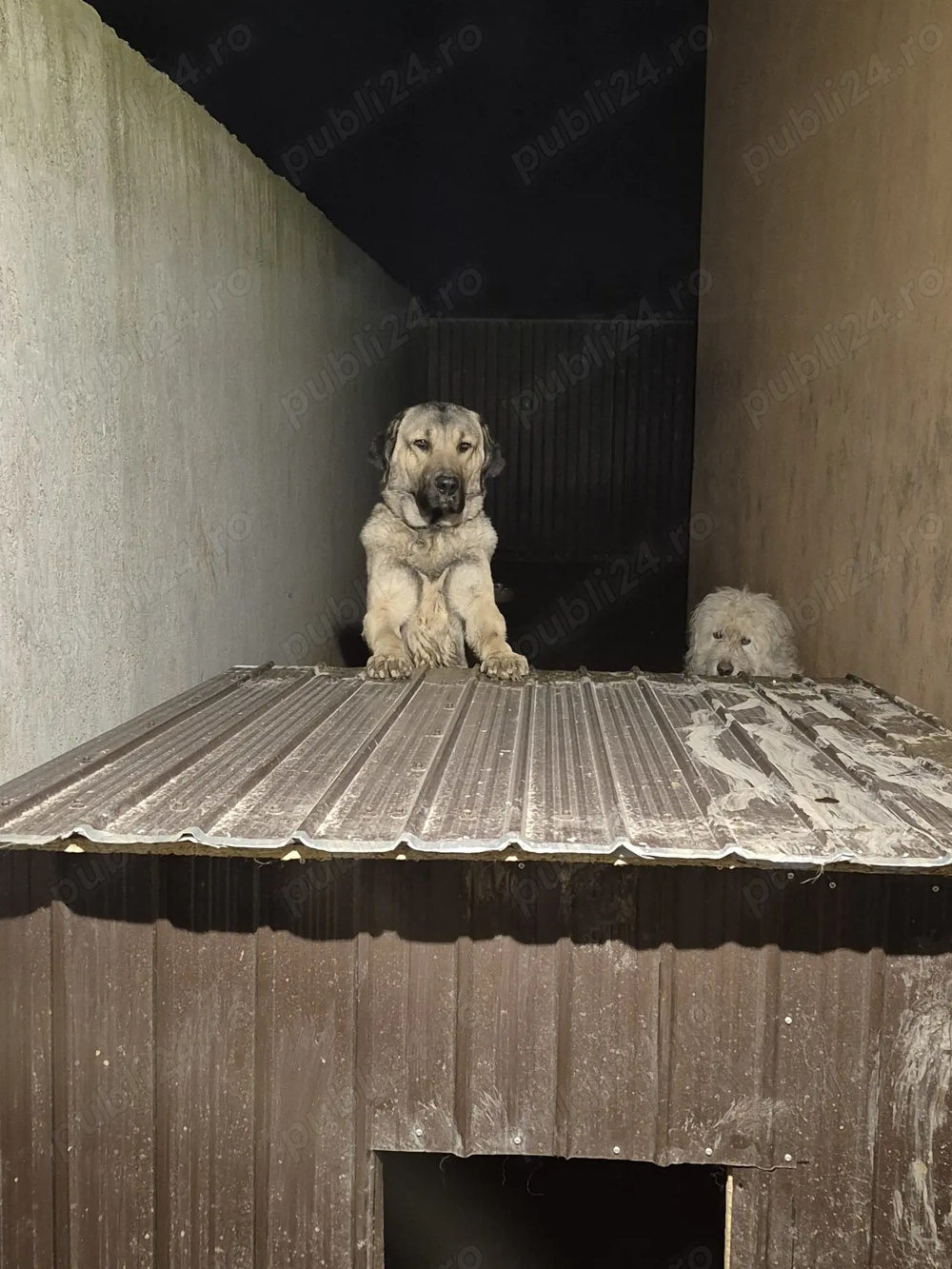 vind puii ciobanesc de bucovina imperechiat  cu kangal 