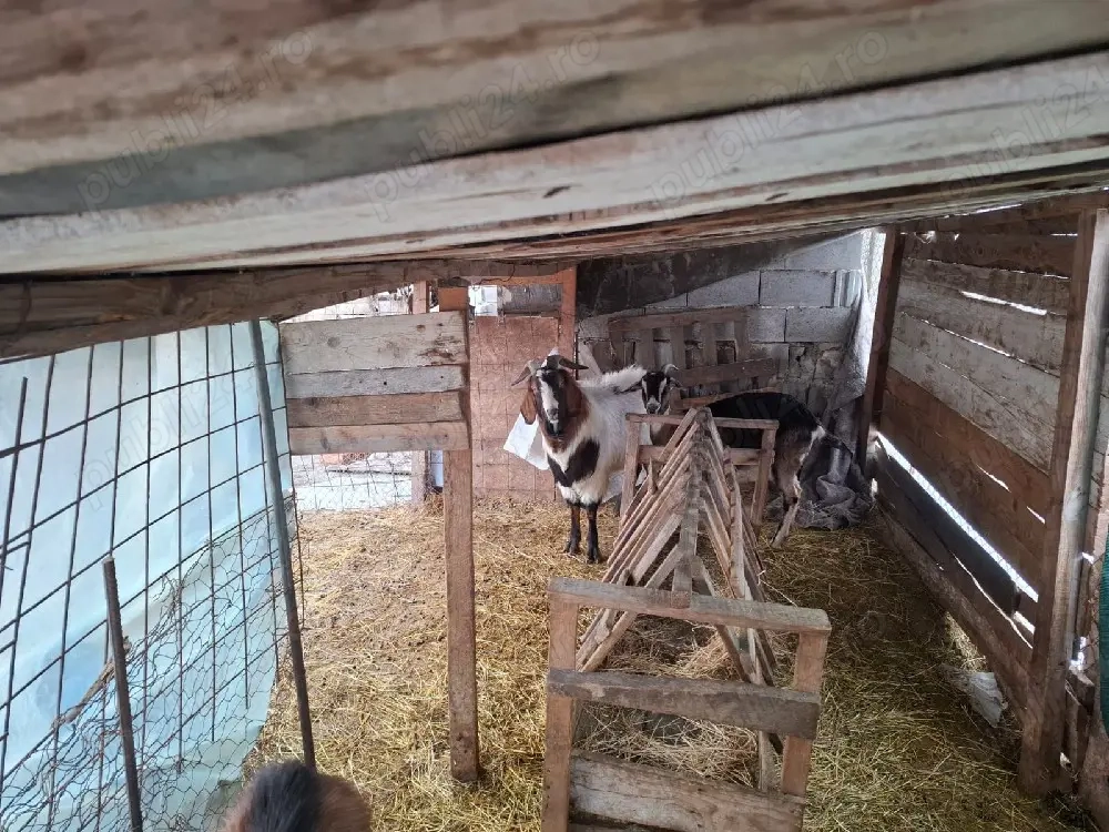 vand tap anglonubian