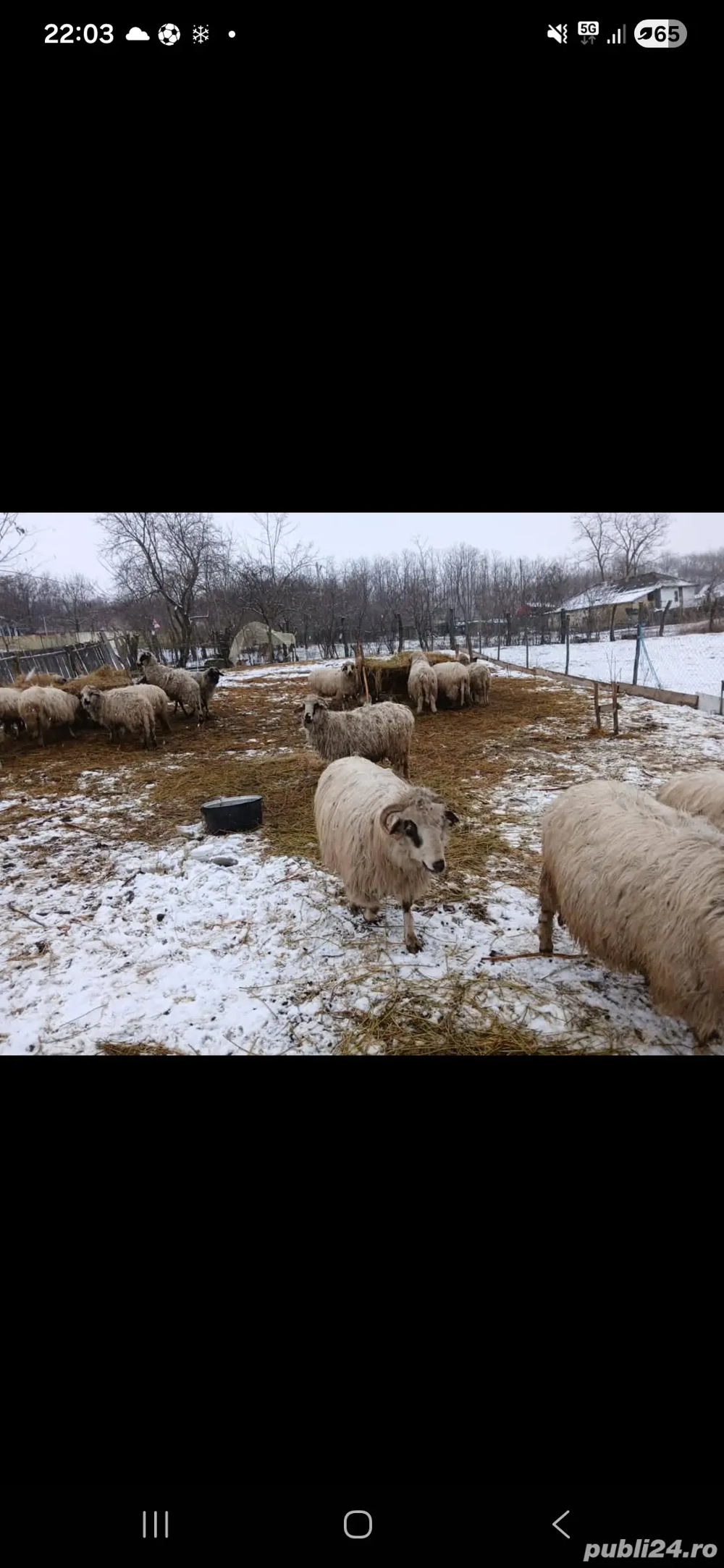 Oi turcane de vânzare 