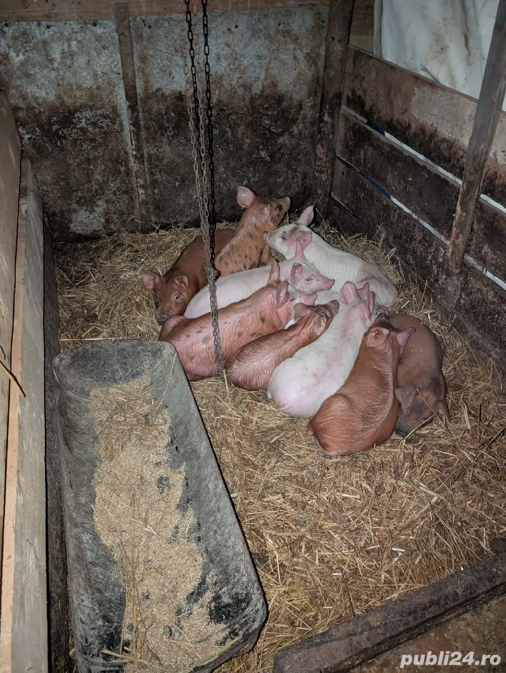 purcei  duroc cu landras