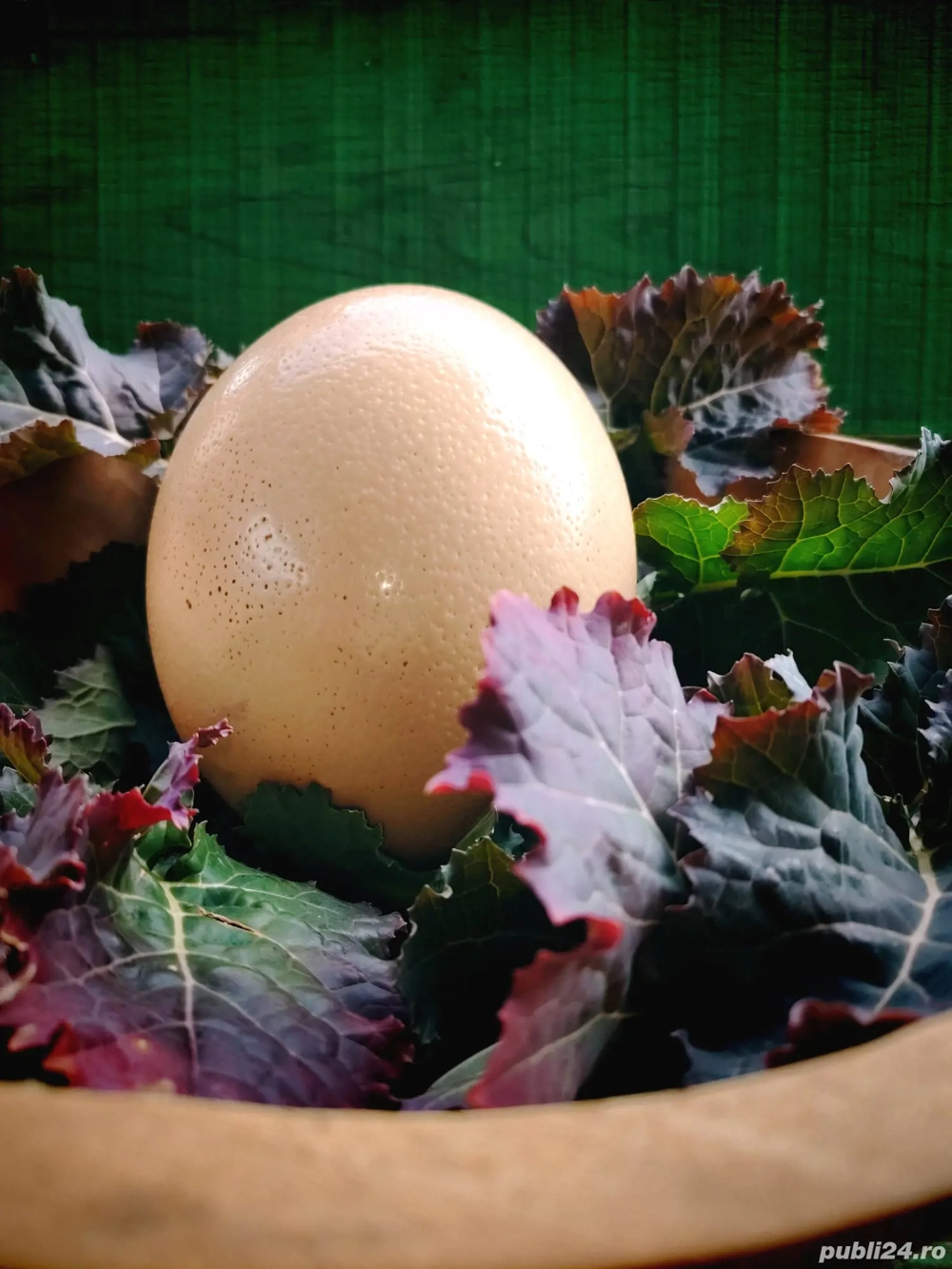 Oua de struti de vanzare