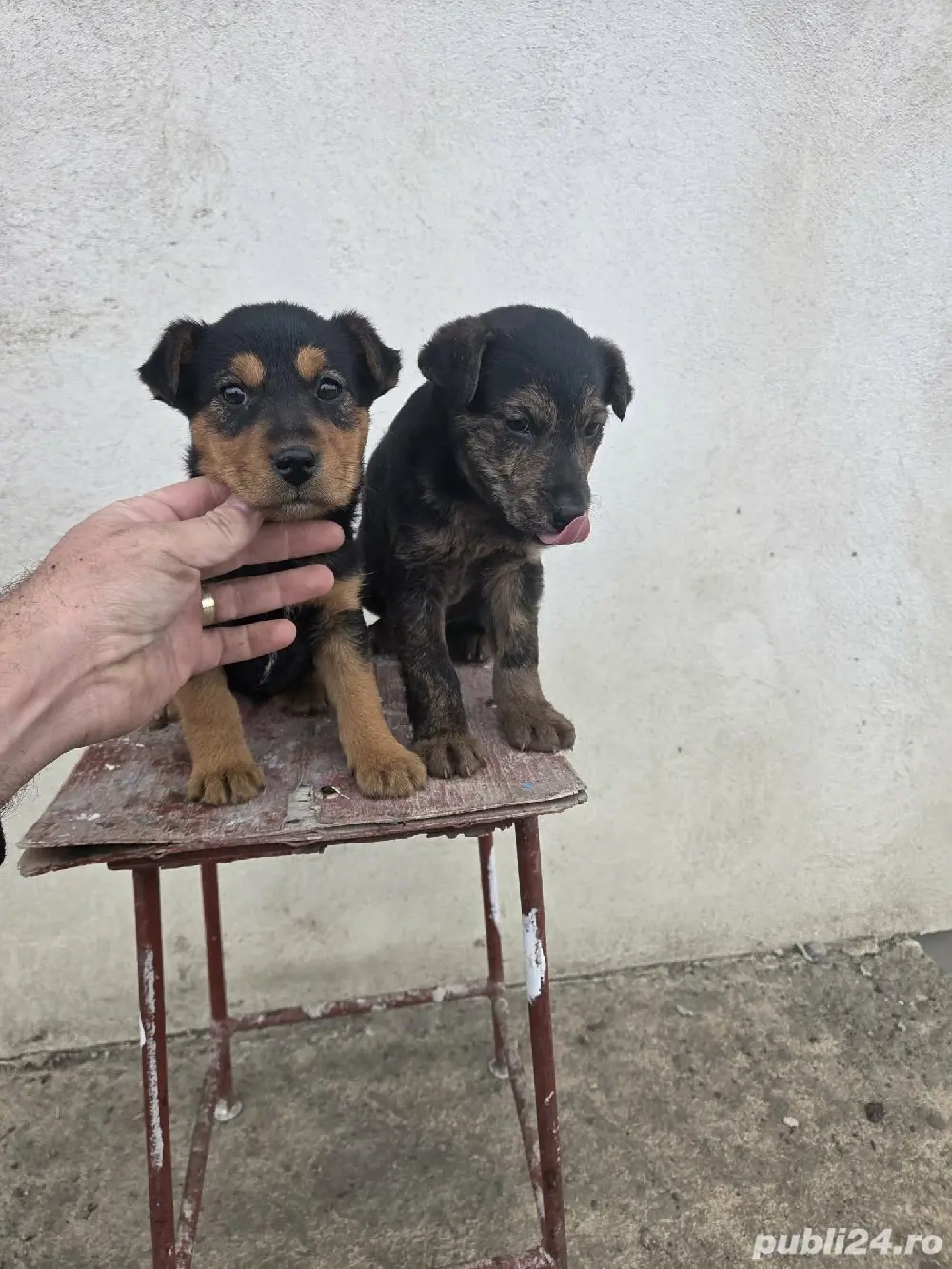 Vand catelus Jagd Terrier