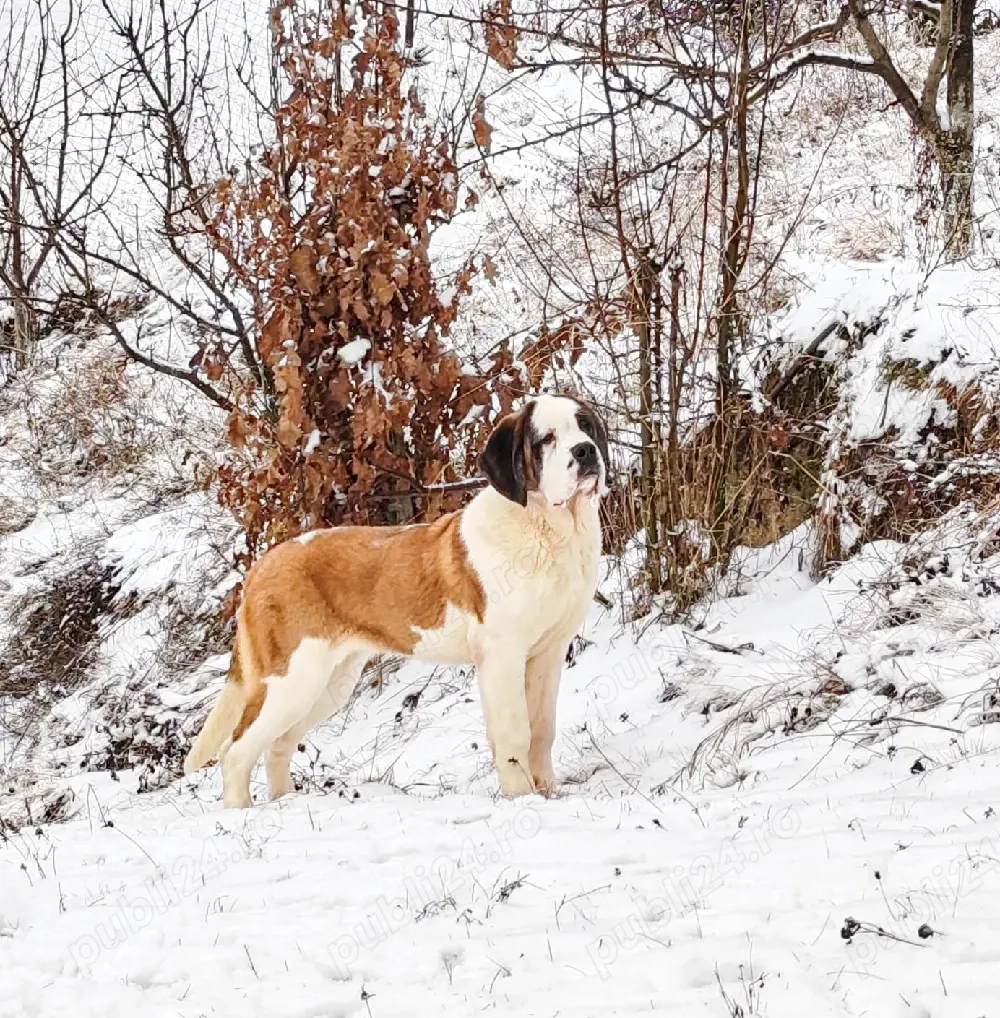 Femela de Saint Bernard cu Pedigree 