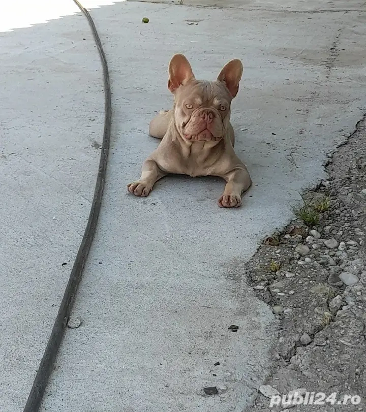 Disponibil mascul Bulldog francez 