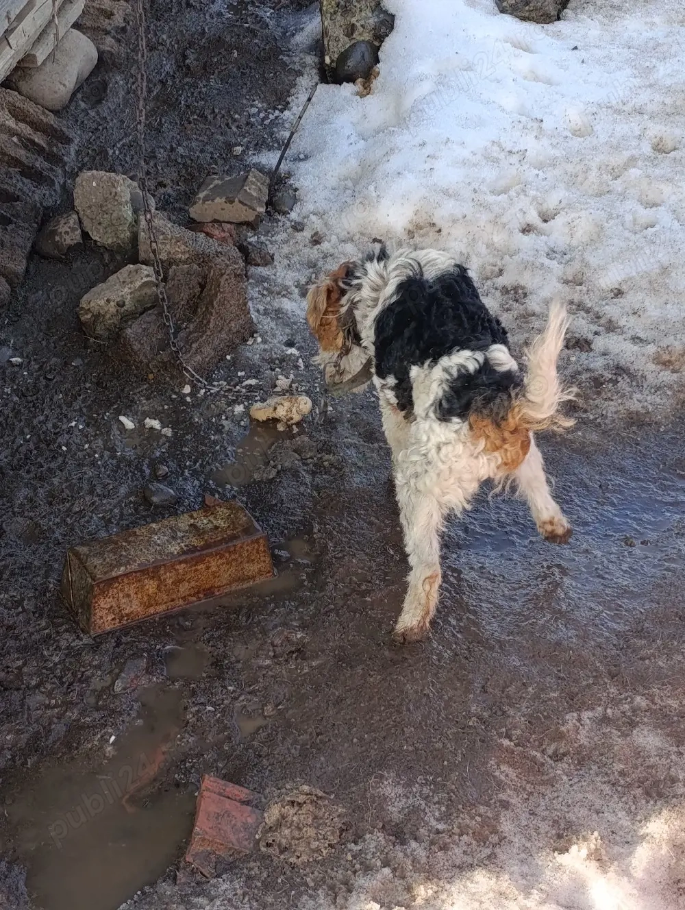 vand mascul foxterier