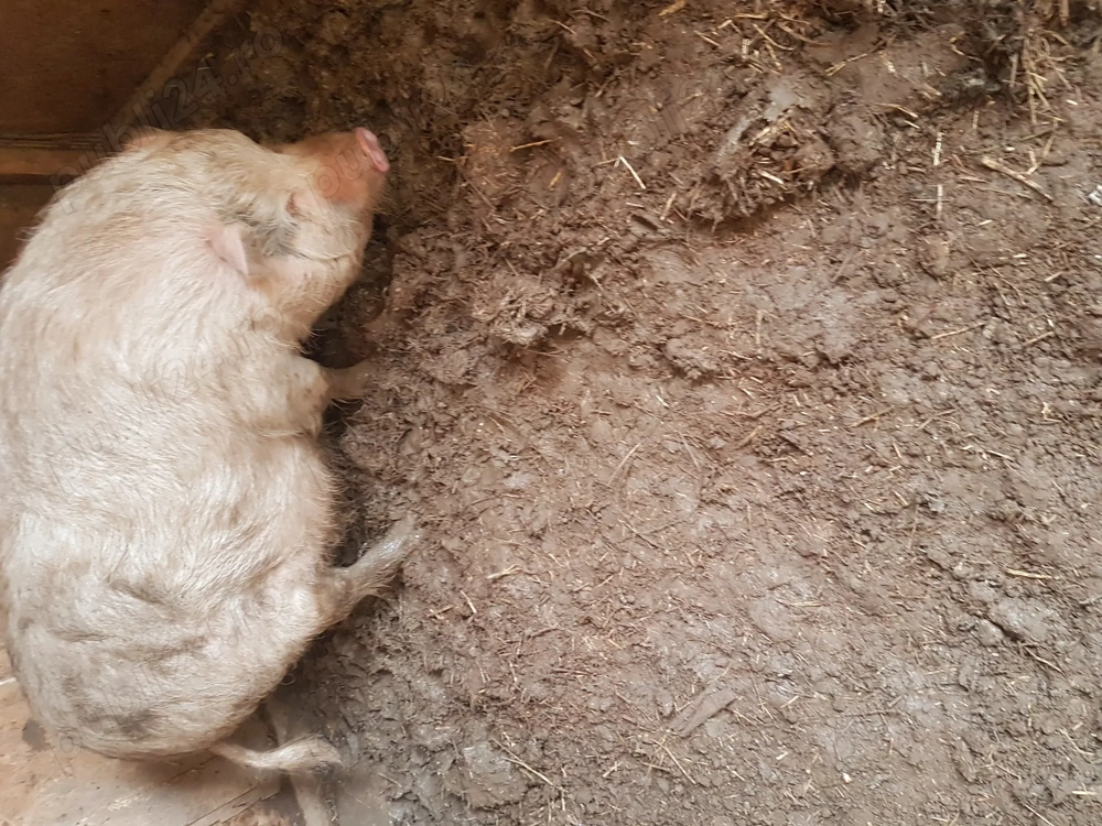 Vand porci vietnamezi 