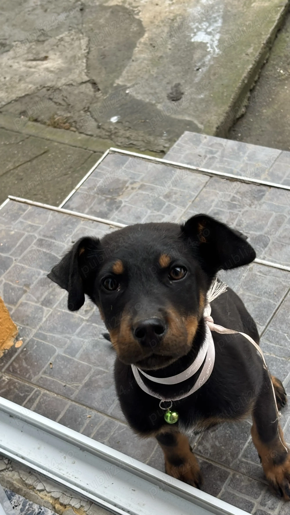 Cățelușă copoi ardelenesc de vânzare 