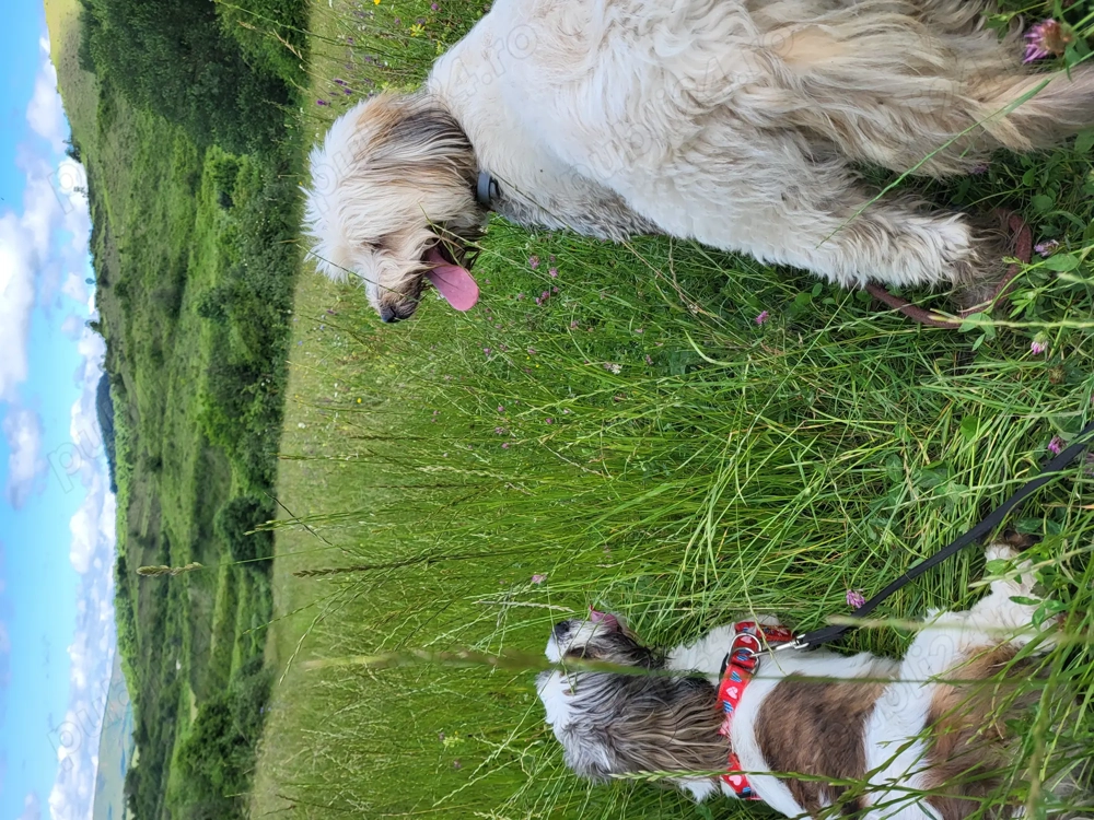 A Doua Casa Pentru Blanosul Tau in Cluj