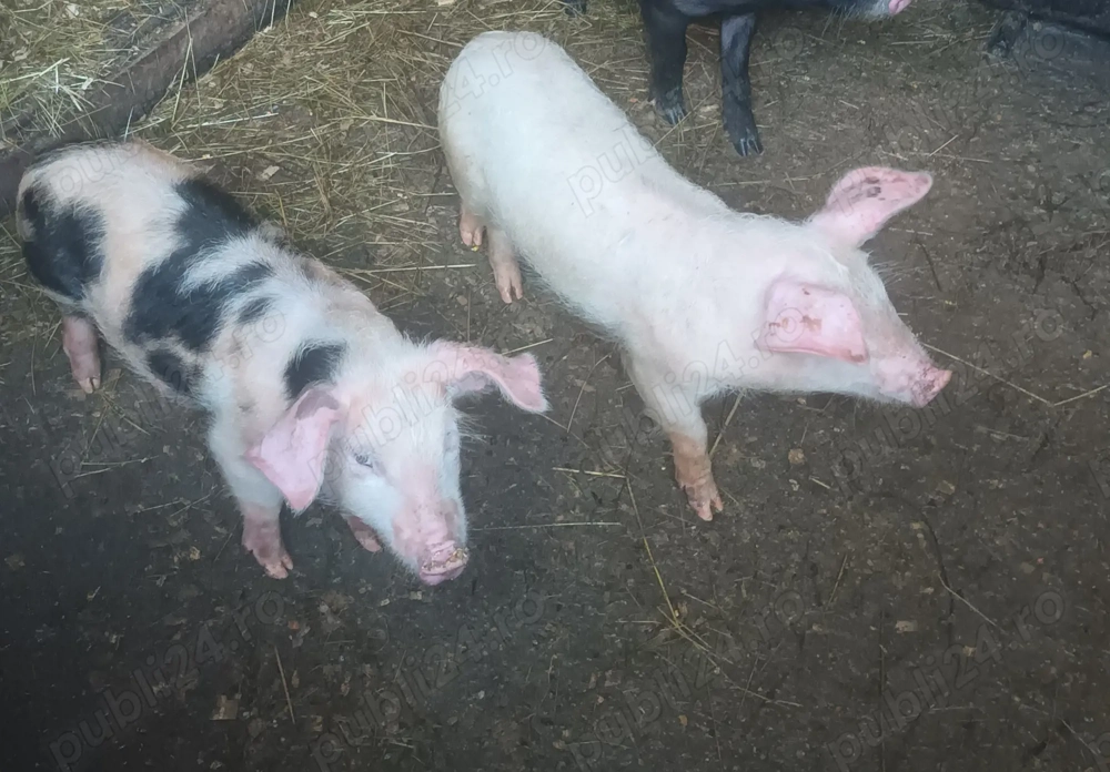 Vând purcei romanesti