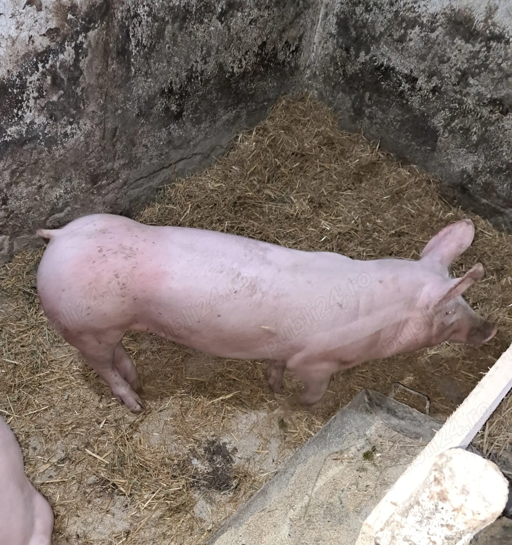 Porc de vanzare 