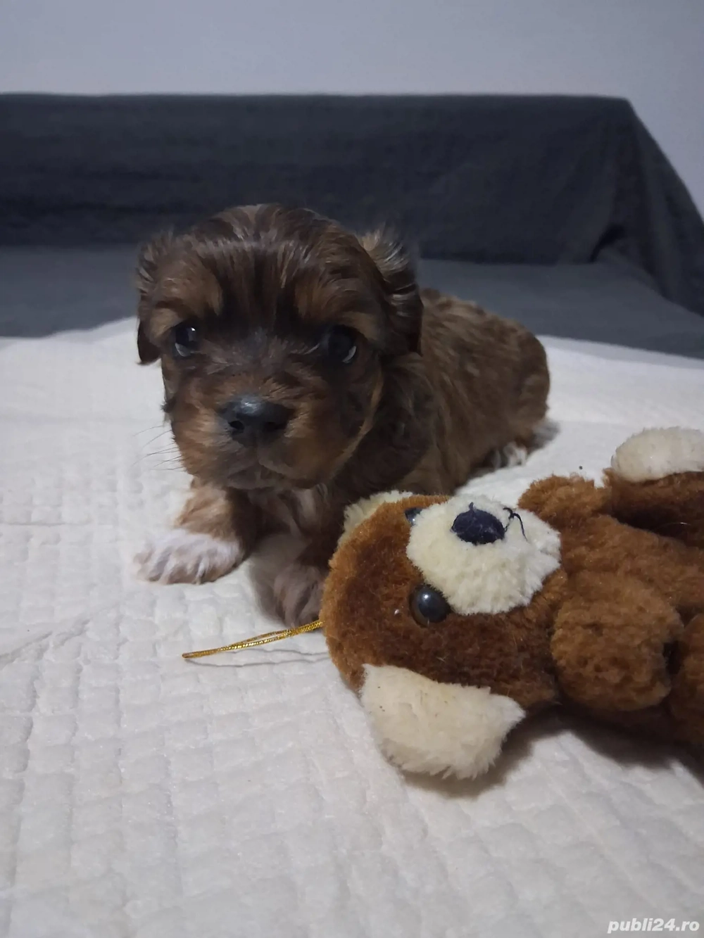 Vând pechinezi, 3 masculi 