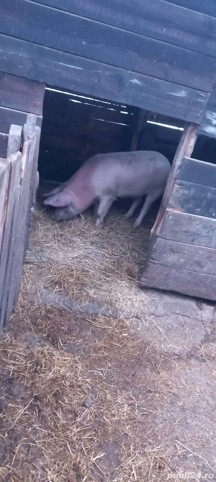 Purcica de vânzare 