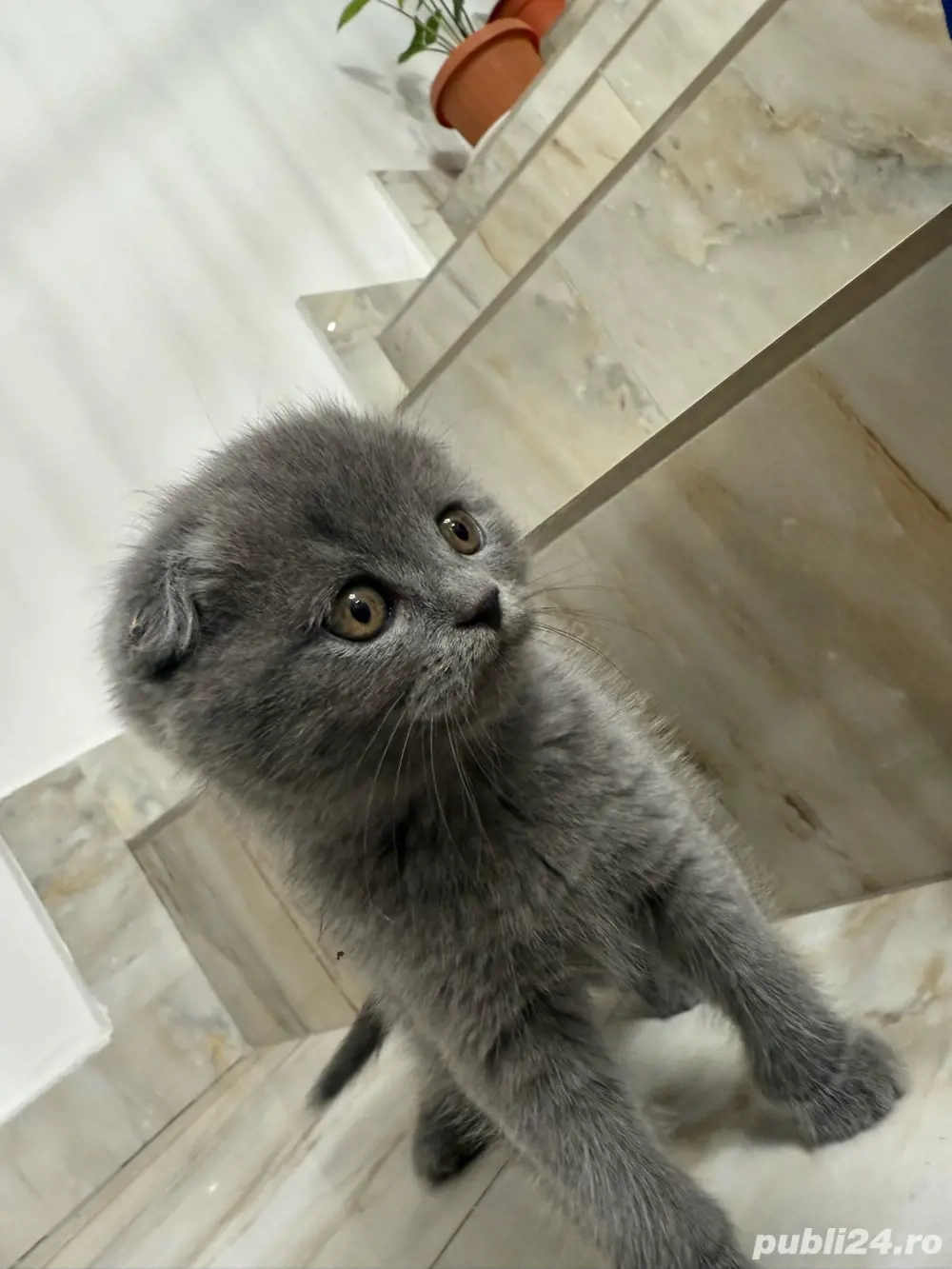 Pui Scottish Fold