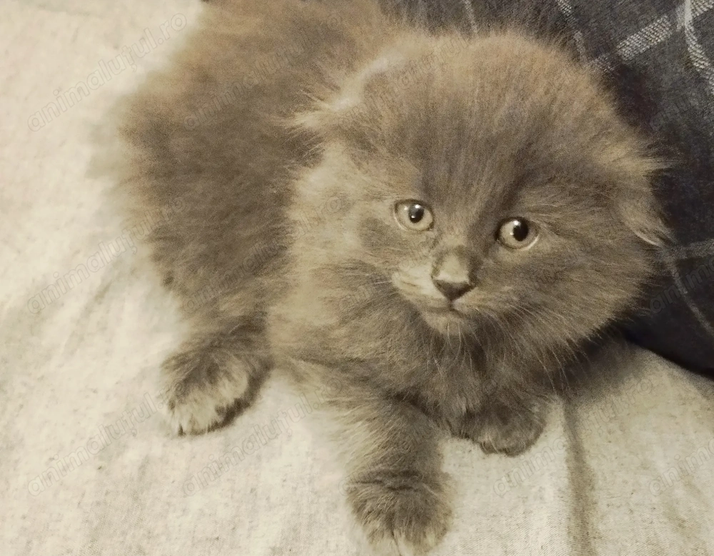 Fetita Scottish Fold Blue irezistibila cauta Om