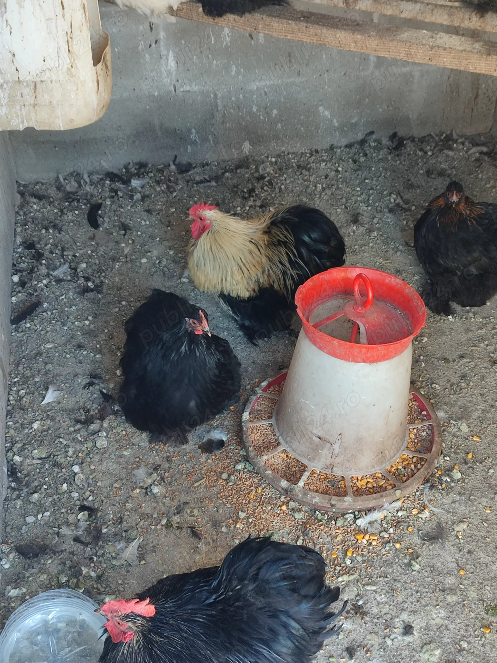 Vând cochinchina pitic...