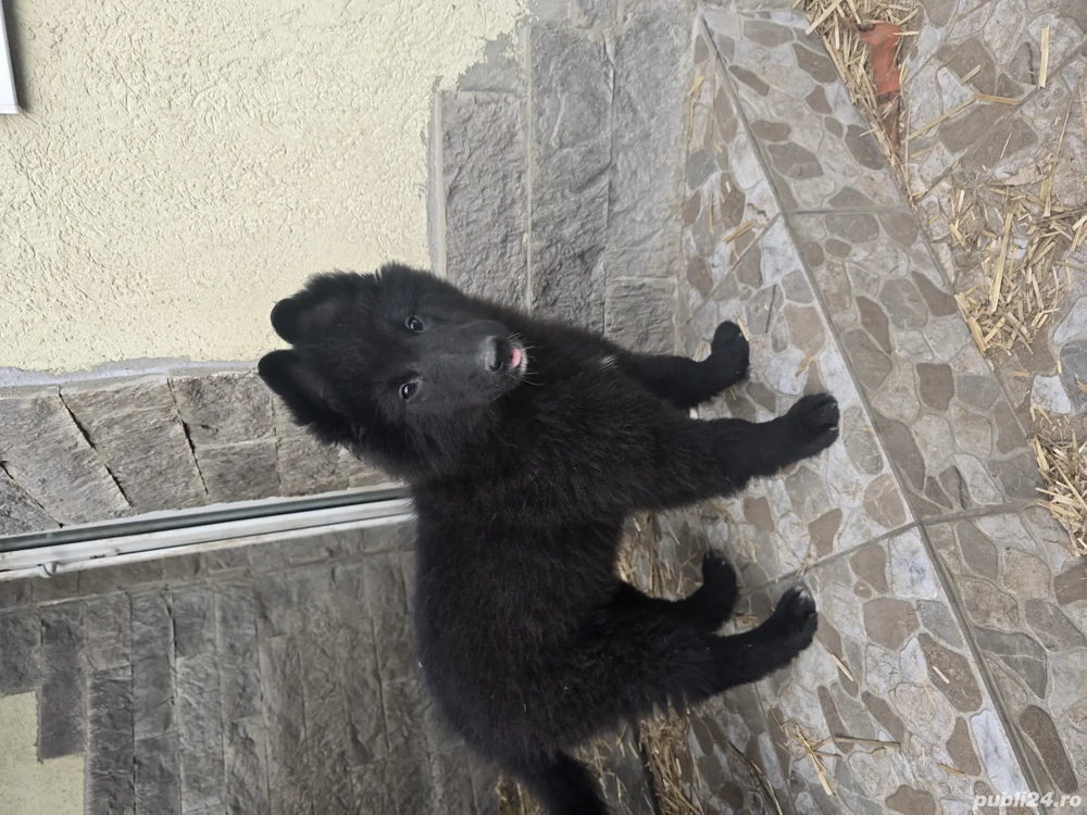 Ciobanesc belgian groenendael