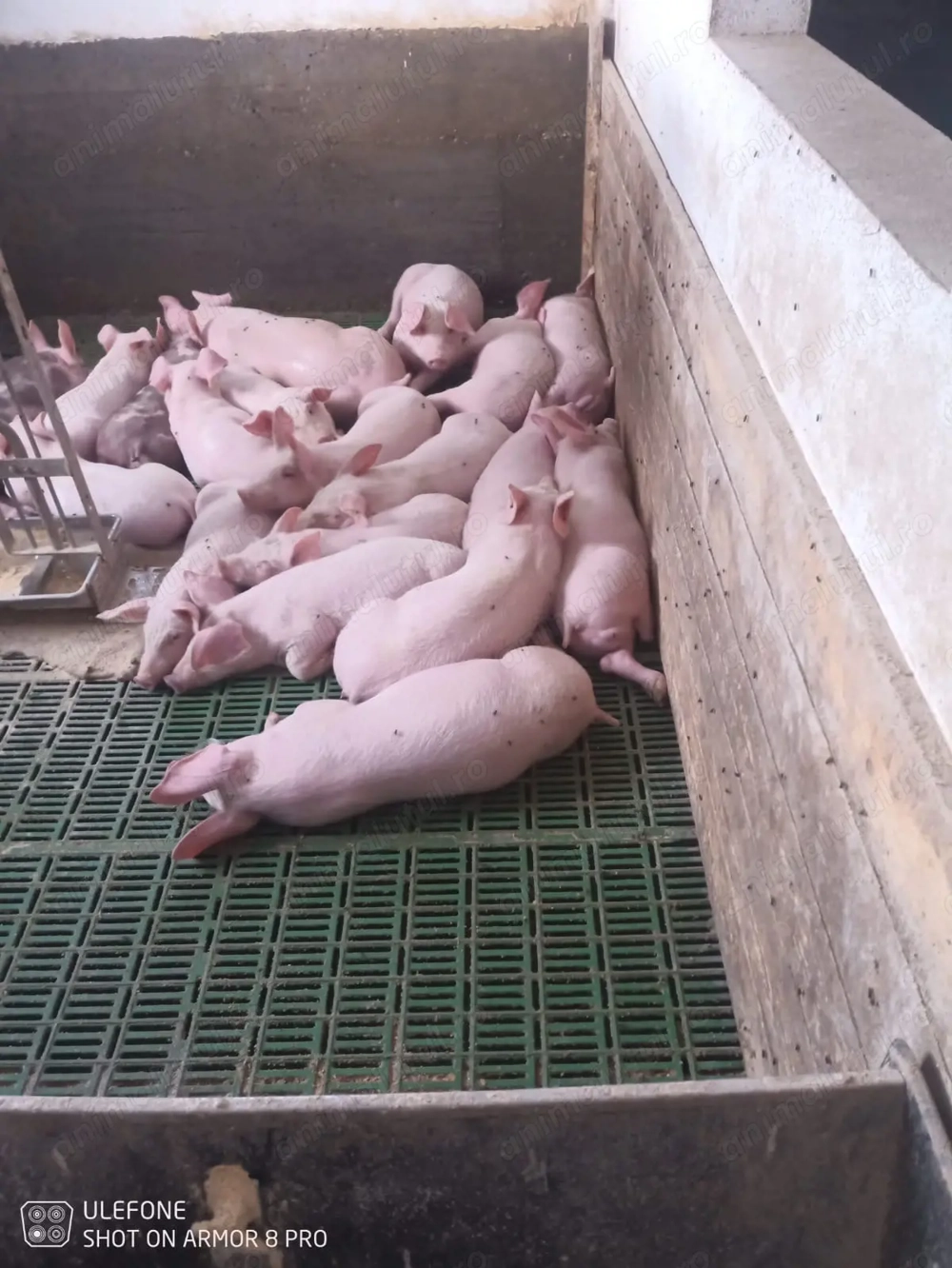 Purcei de vânzare 15-20 kg