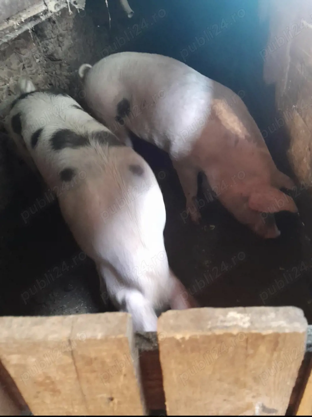 Scrofiță tânară bună de montă