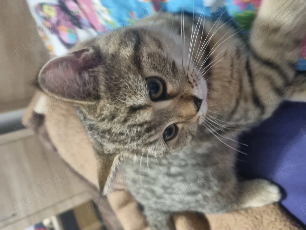 Bsh 3 luni, vaccinat și deparazitat