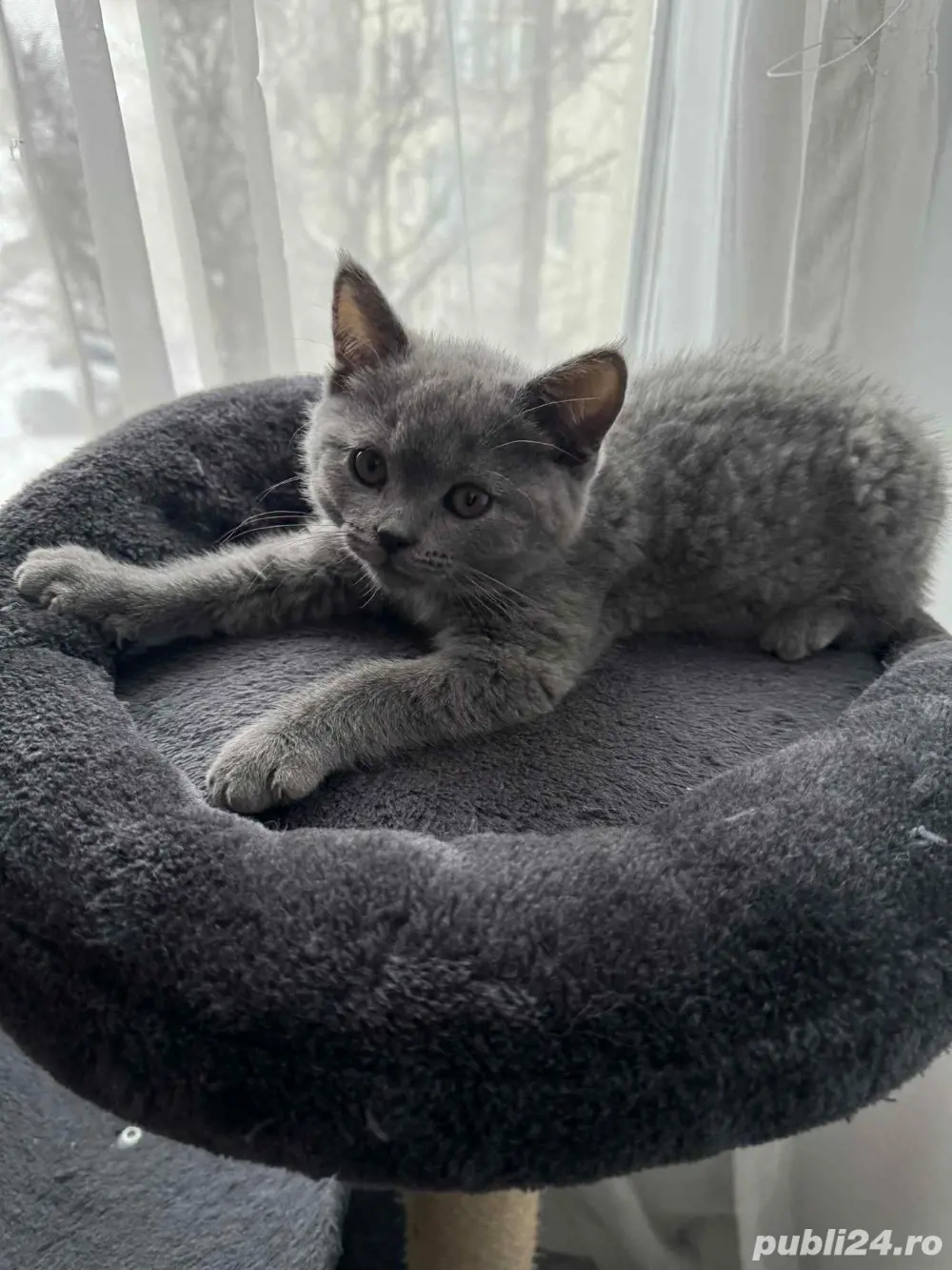 british shorthair blue baietel 