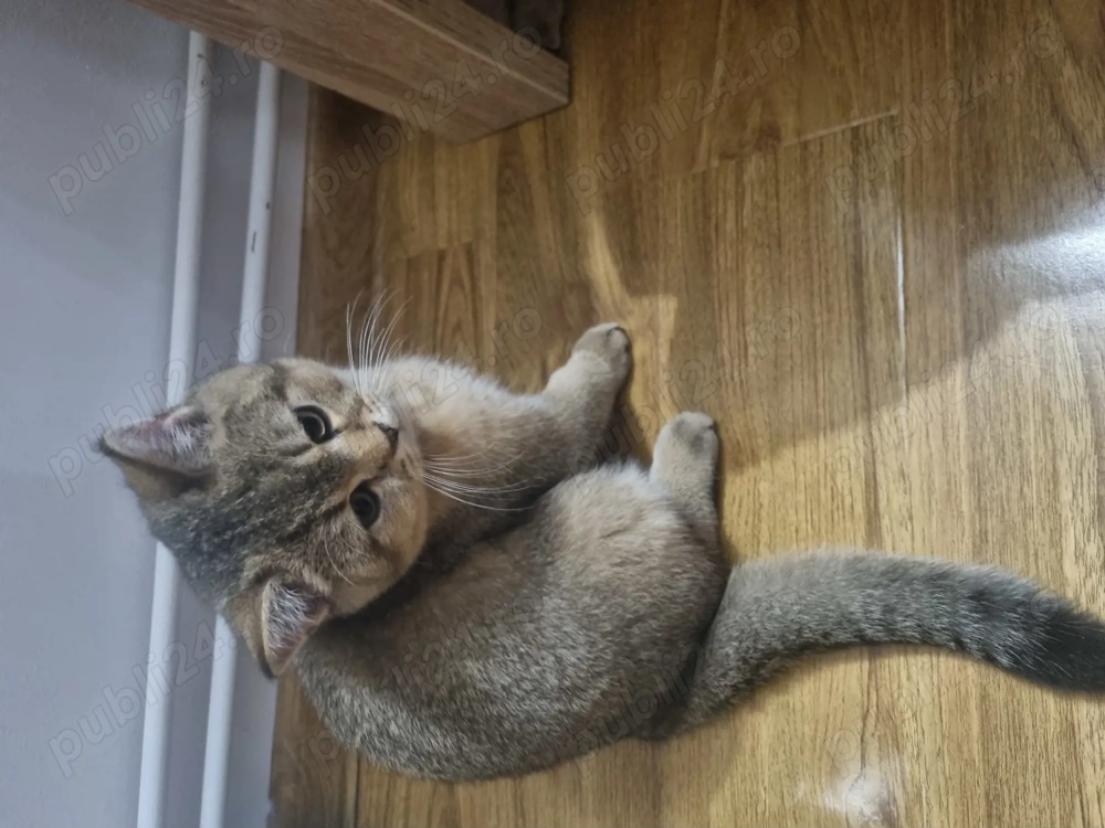 Bsh 3 luni, vaccinați și deparazitați 