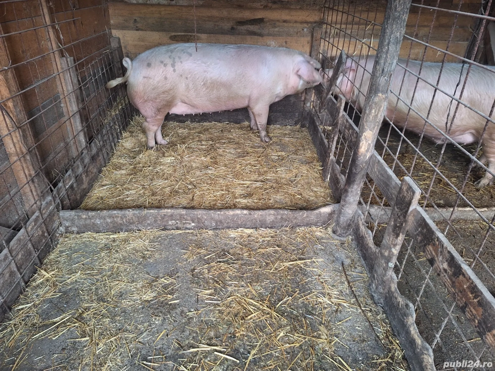 De vânzare scroafa  150 kg 
