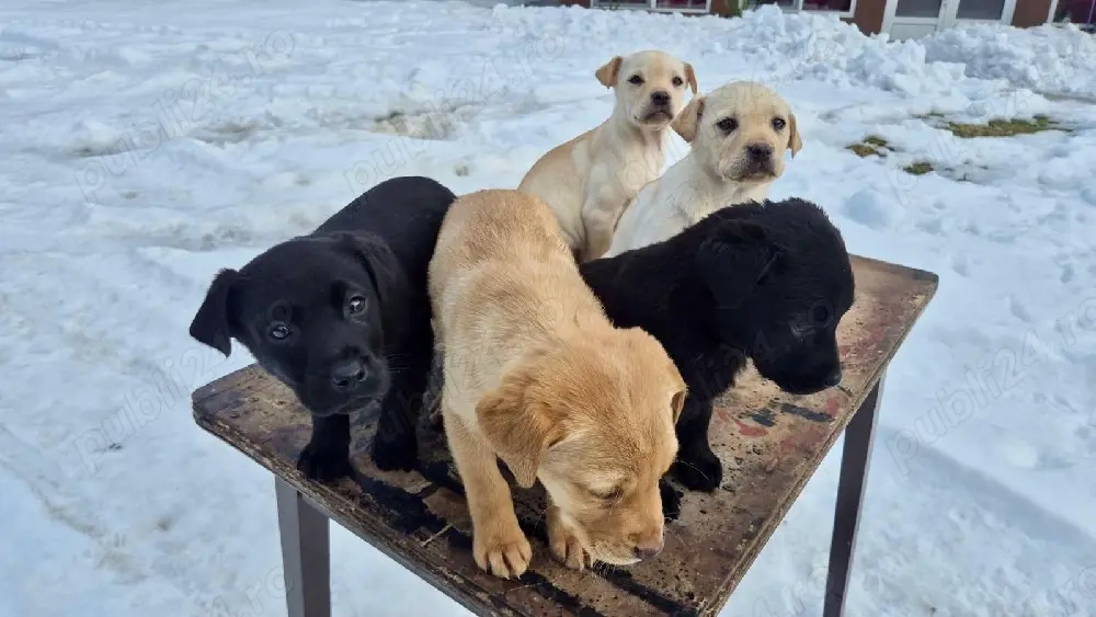 Labrador din tata alb si mama maro