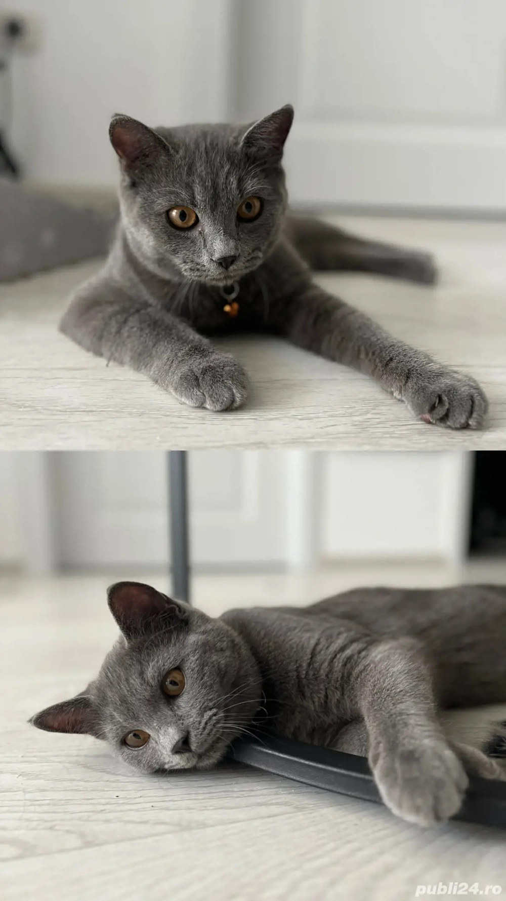 Vând British shorthair blue 