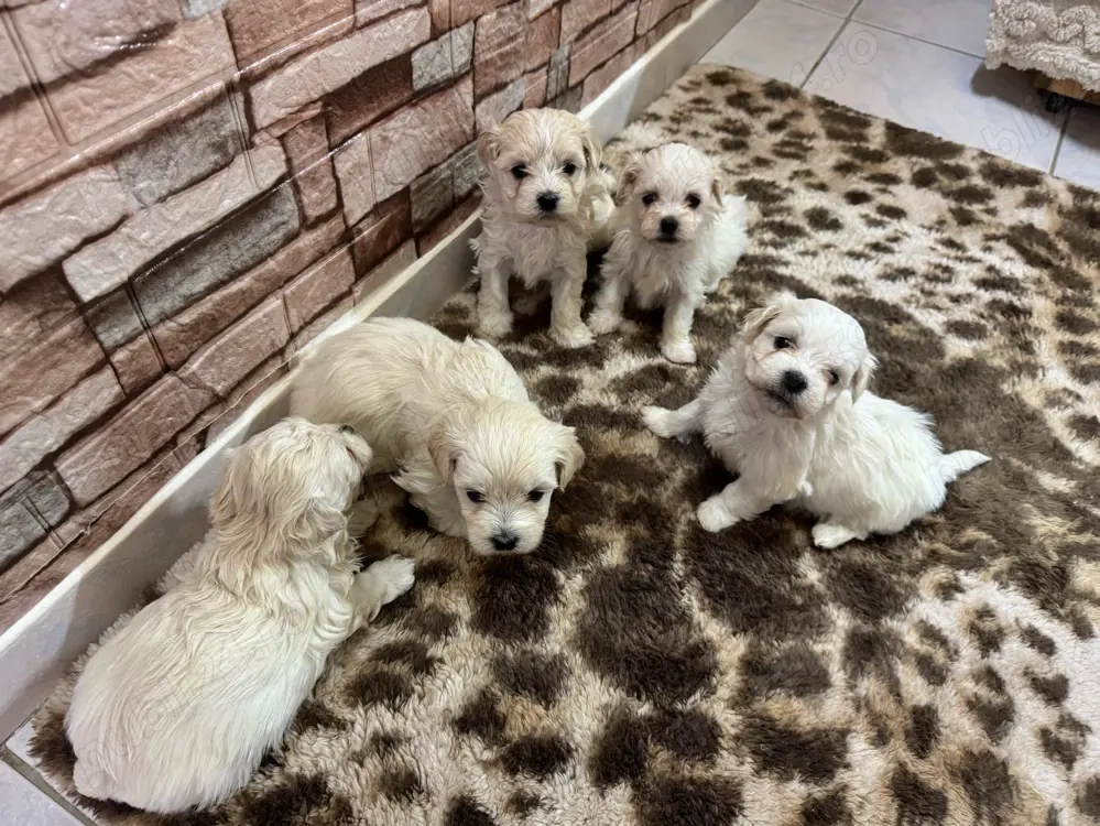 Vând Pui de Bichon Maltez