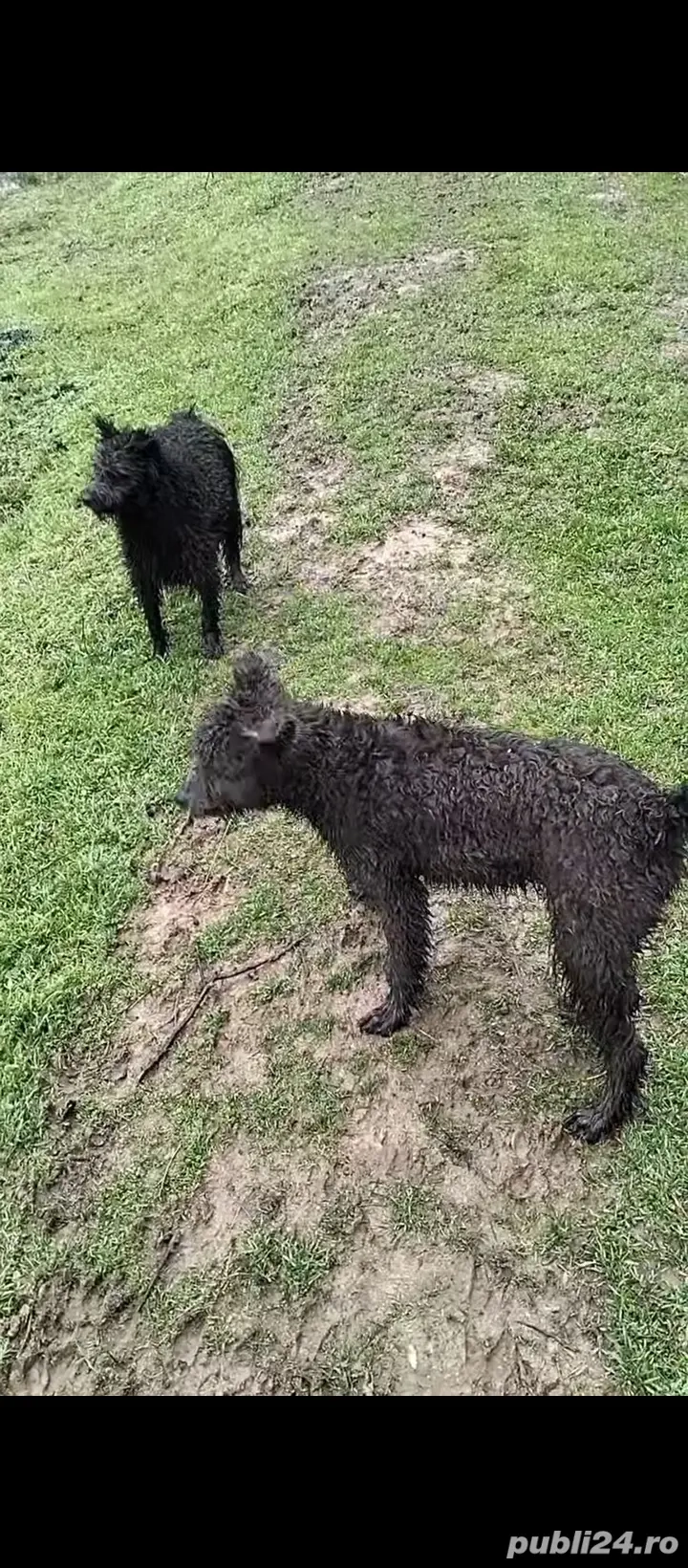 Vând câini de întors sunt pereche și sunt învățați să intorca