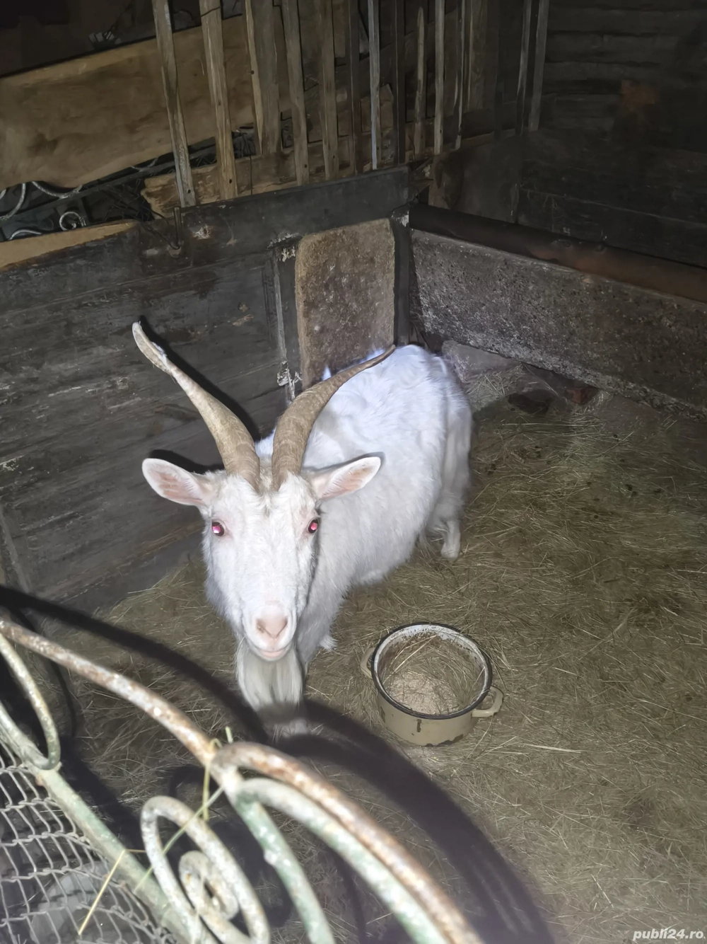 Capre și Țap de vânzare 