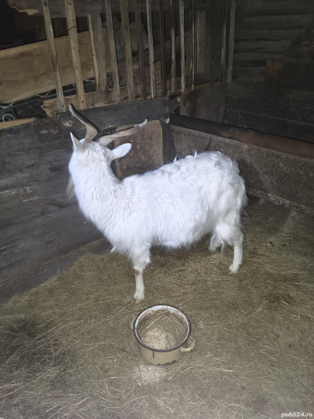 Capre și Țap de vânzare 
