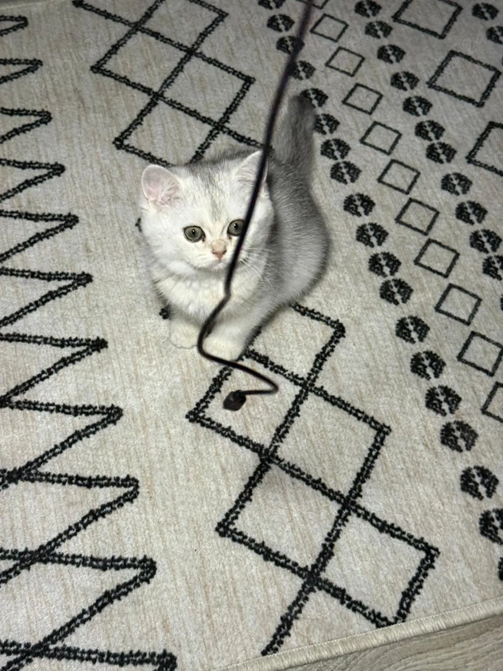 British shorthait silver 