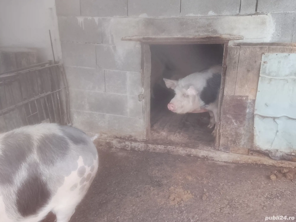 Se vind porci de taiat