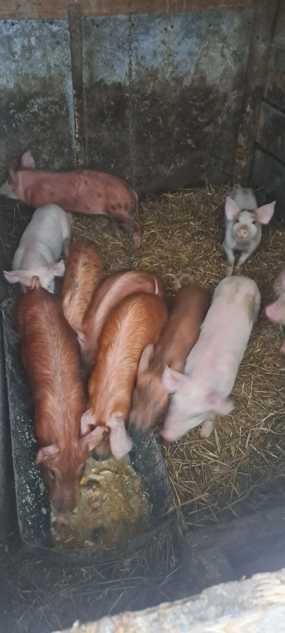 Purcei de vanzare duroc