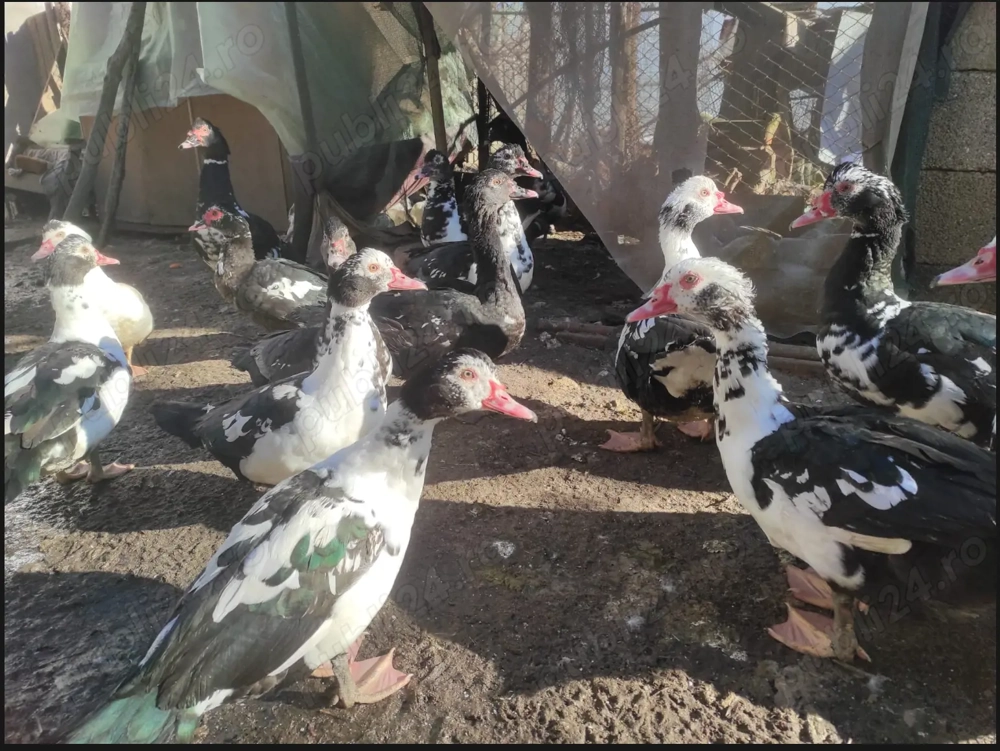 Vand rate mute tinere.