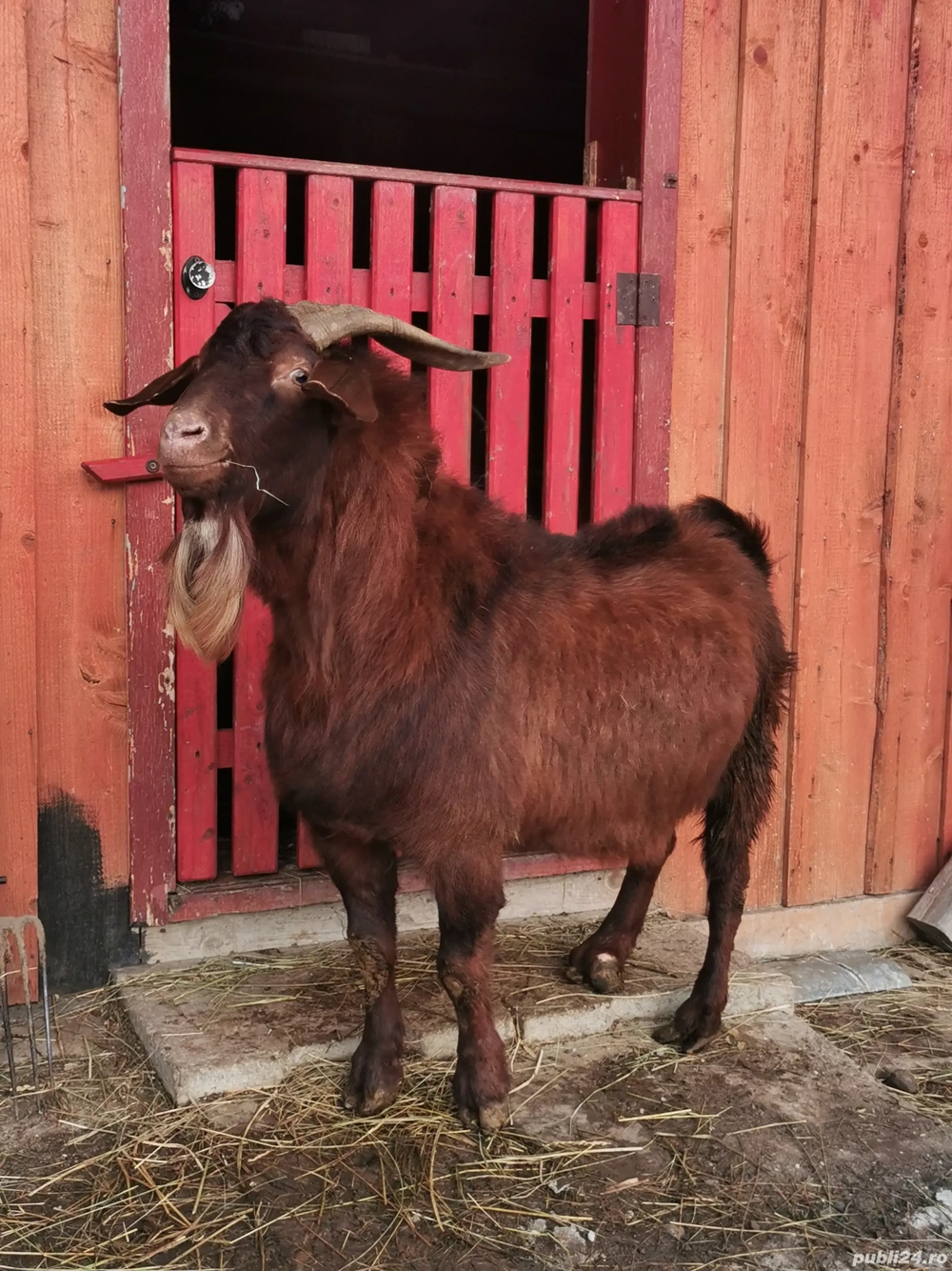 Țap Boer vârstă 4 ani