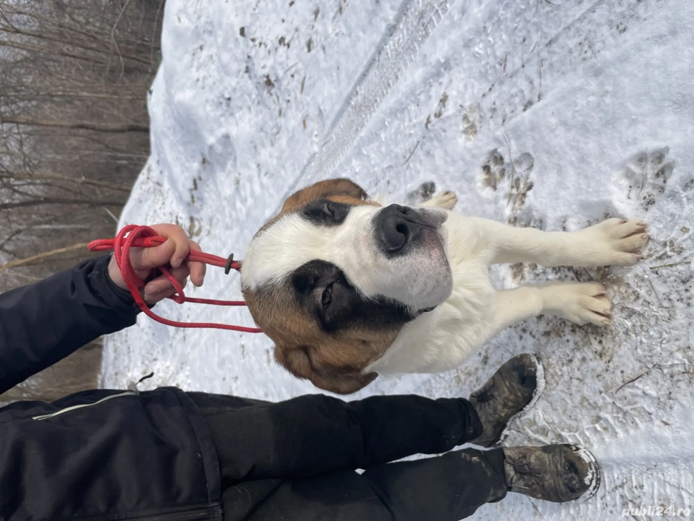 Femela Saint Bernard cu Pedigree FCI 